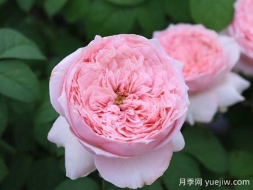 微醺月季的優(yōu)缺點(diǎn)是什么？