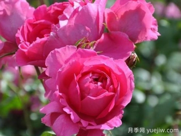 粉云月季的優(yōu)缺點(diǎn)是什么？
