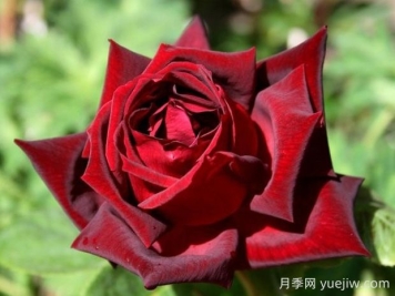 玫昂爸爸月季的優(yōu)缺點(diǎn)是什么？