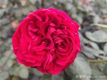 茶花女月季的優(yōu)缺點(diǎn)是什么？