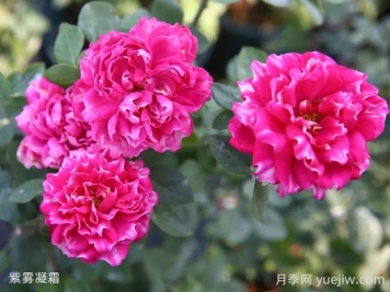 紫霧凝霜月季的優(yōu)缺點(diǎn)是什么？