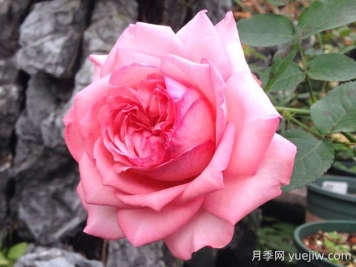 伊芙新娘月季的優(yōu)缺點(diǎn)是什么？