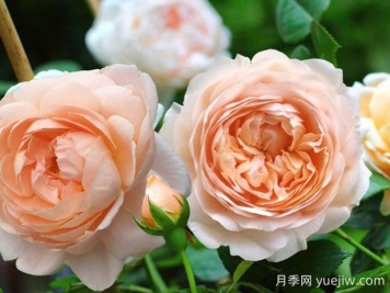 安布里奇月季的優(yōu)缺點(diǎn)分析