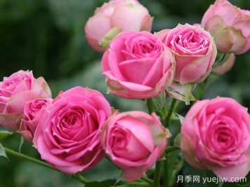 超感月季的優(yōu)缺點(diǎn)是什么？