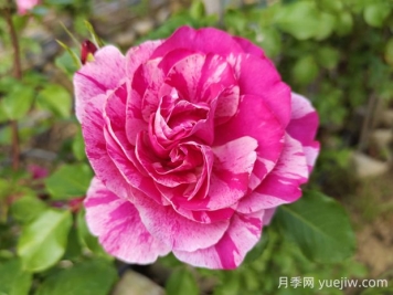 依蕾莎絲特月季的優(yōu)缺點(diǎn)是什么？