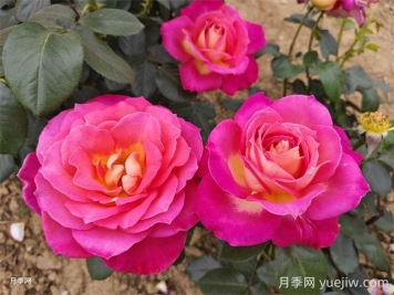 北極風(fēng)神月季的優(yōu)缺點(diǎn)是什么？