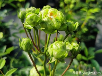 推薦10種美麗的綠色系月季，唯美清新，多款國月