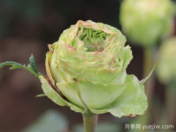 推薦6種綠色系月季品種，清新脫俗，難得一見(jiàn)