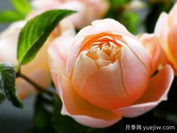 可愛(ài)粉底月季
