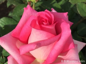阿爾塔莫達月季