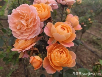 如何栽培適合初學(xué)者的月季花品種？
