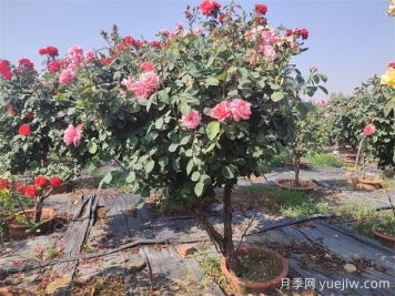 造成樹(shù)狀月季枯枝的原因有哪些？如何解決？