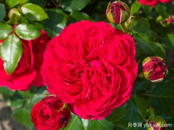 紅色達芬奇月季和粉色達芬奇月季有什么區別？