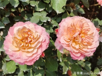 夏天月季紅蜘蛛太猖狂，怎么防治有效？