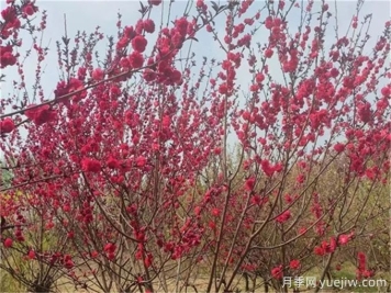 19個(gè)詩(shī)經(jīng)里美了千年的植物