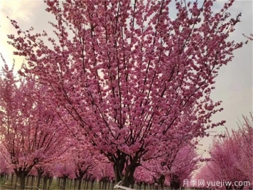 詩(shī)經(jīng)里那些美了千年的植物，你都見(jiàn)過(guò)嗎？