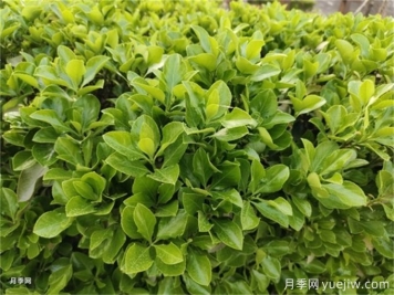 海桐與大葉黃楊，品賞觀(guān)葉植物之美