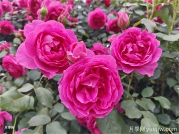 大游行月季夏季養護辦法，夏天也能絢麗綻放
