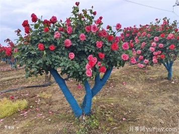 移栽大樹(shù)時(shí)透氣管的類(lèi)型和作用有哪些？