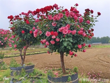 園林綠化中假植花木的特點(diǎn)和應用價(jià)值
