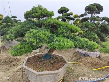 造型松的造型類(lèi)型特點(diǎn)和應用場(chǎng)景有哪些？