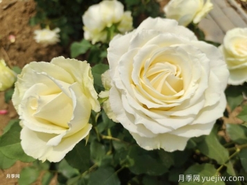 推薦5種經(jīng)典白色月季品種，高雅純潔