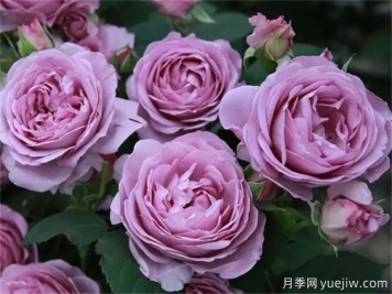 推薦8個(gè)豐花月季品種，抗病性強且花色美麗