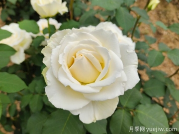 推薦10款白色系月季品種，每一款都經(jīng)典
