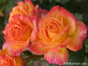 花園樂(lè )趣月季/花園喜悅
