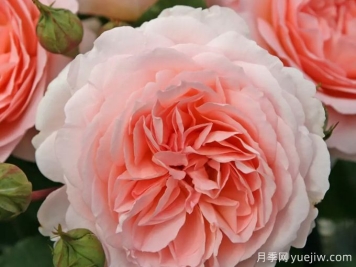 童話(huà)魔法月季/極樂(lè )芬芳月季