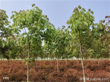 為什么樹(shù)木移植時(shí)都把向陽(yáng)的枝給砍了？