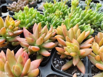 10種常見(jiàn)的家庭綠植及種植注意事項