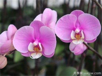 蘭花播種為什么不見(jiàn)發(fā)芽出苗