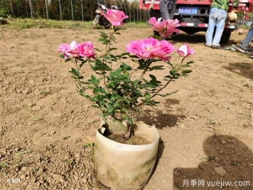 月季花苞為什么會(huì )枯萎？