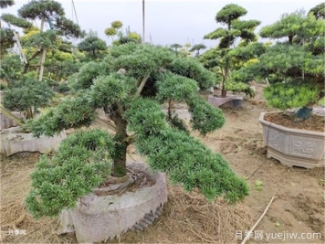 松樹(shù)葉的功效與作用