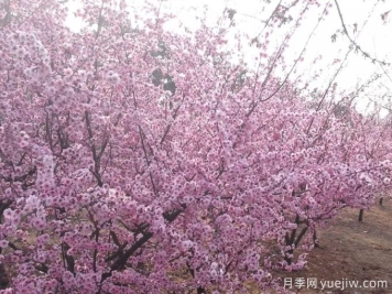 紫葉李的生長(cháng)習性