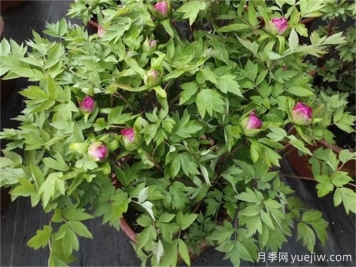 牡丹花花期施什么肥？