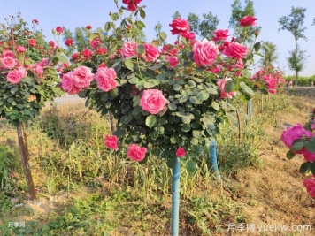 綠化樹(shù)和材質(zhì)樹(shù)的修枝方法