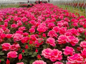 讓月季花開(kāi)滿(mǎn)園？通過(guò)四大關(guān)鍵步驟