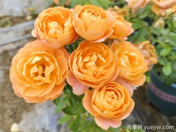 為什么一定要養果汁陽(yáng)臺月季花？有何魅力