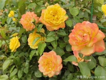 月季花的主要種類(lèi)和品種有哪些？