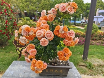 陽(yáng)臺種植月季，要注意土壤和選盆問(wèn)題