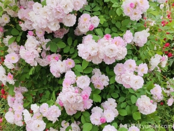 秋季薔薇花該如何養護？