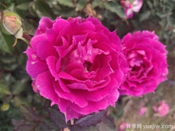 南陽(yáng)月季花的養殖方法和注意事項總結