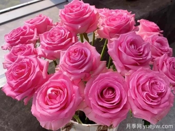 蘇醒玫瑰無(wú)與倫比的魅力，有何優(yōu)點(diǎn)？