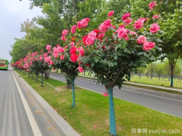 主干路兩側的樹(shù)木該如何修剪？