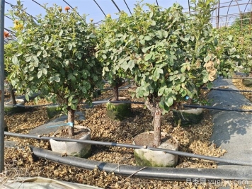 全國月季11月花事，南賞花北過(guò)冬