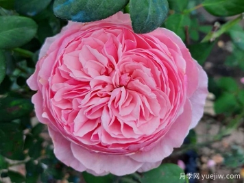 凱麗月季，耐熱耐曬耐雨淋，花期長(cháng)豐花勤花