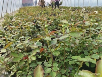 山刺玫的種植方法，其有哪些價(jià)值