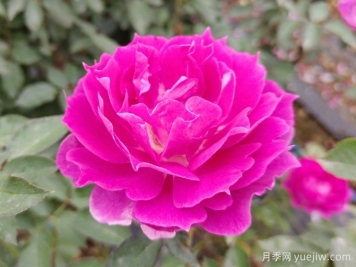 蝴蝶蘭和月季花有什么不同處？蝴蝶蘭和月季花哪個(gè)好養？